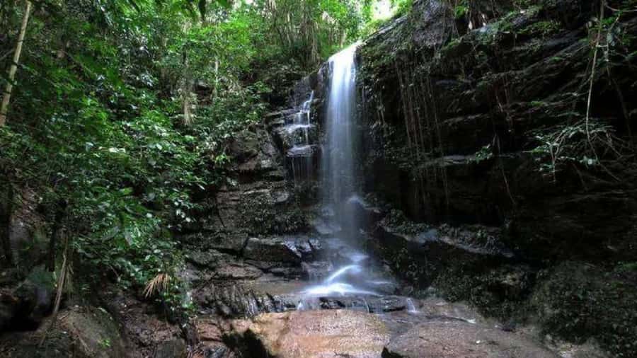 Rio de Janeiro: Tijuca National Park EcoTour - Why Tijuca Forest matters in a city like Rio