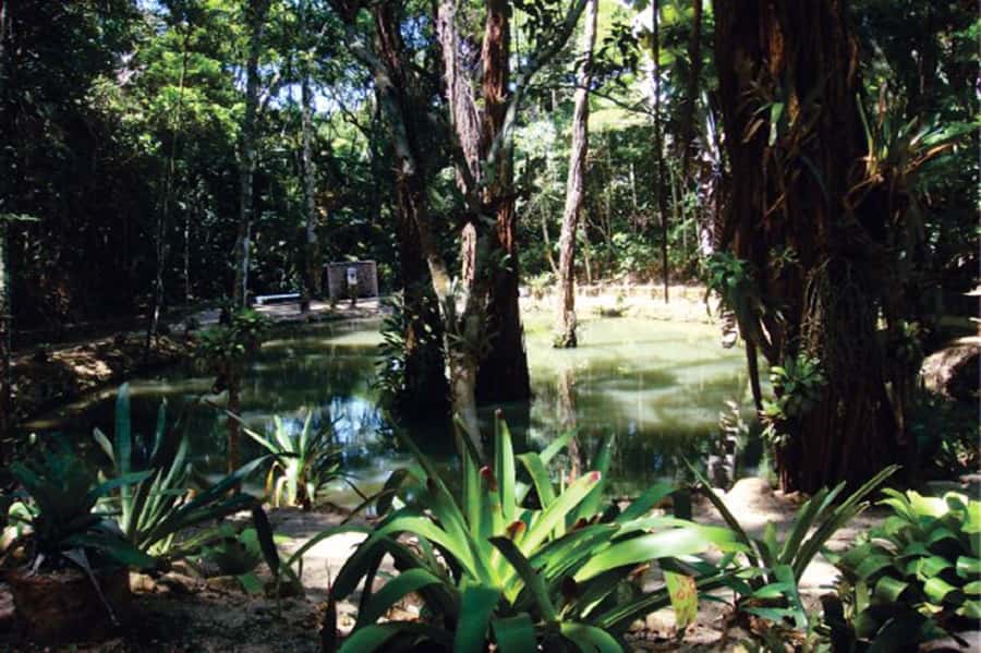 Rio de Janeiro: Tijuca National Park EcoTour - Vista Chinesa and the weekday difference