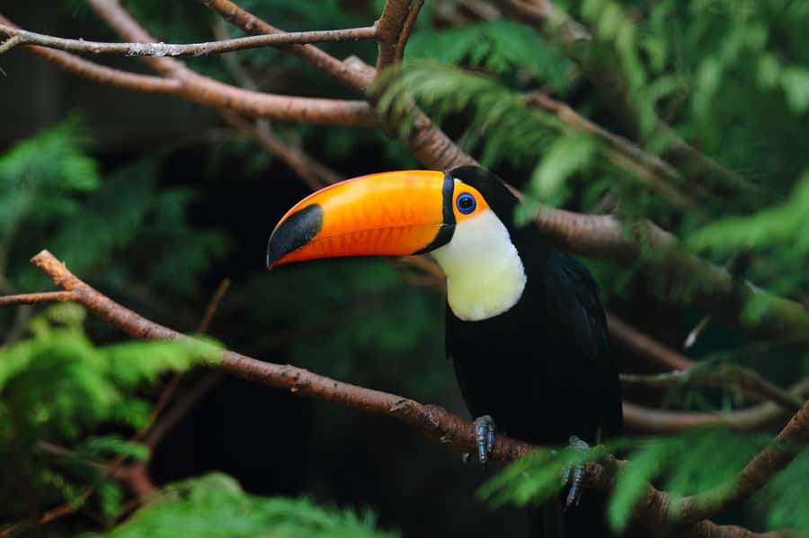 Rio de Janeiro: Tijuca National Park EcoTour - Rain, wildlife, and changing conditions