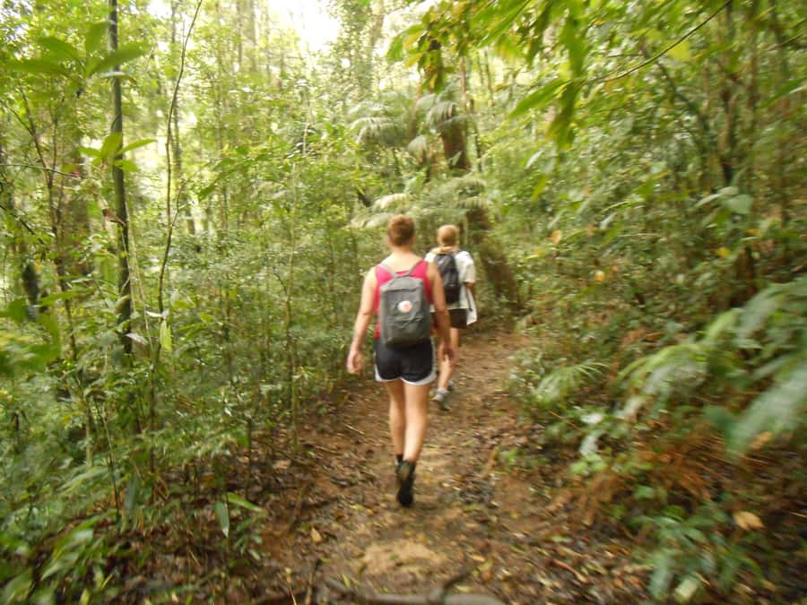 Rio de Janeiro: Tijuca National Park EcoTour - Who should book this forest tour?