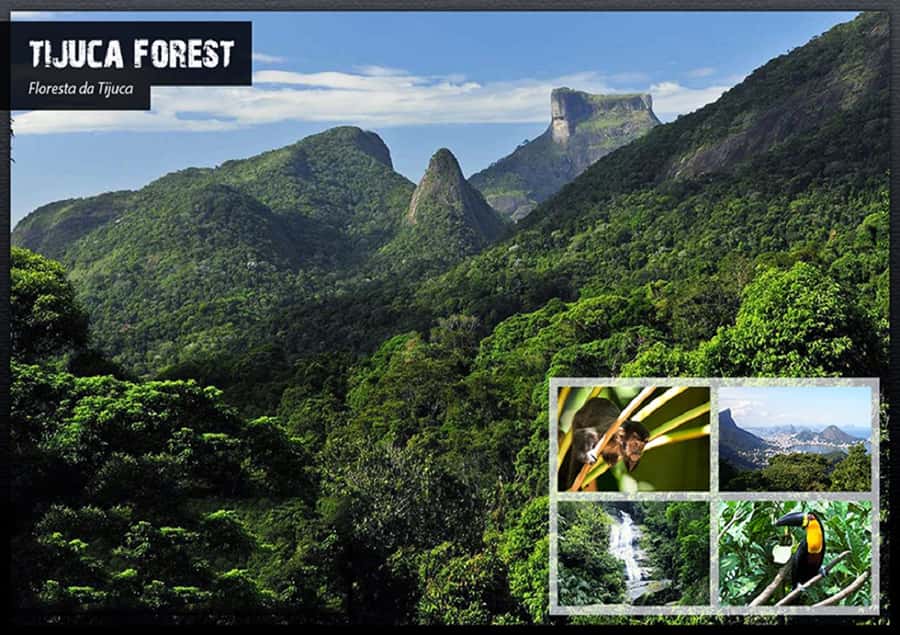 Rio de Janeiro: Tijuca National Park EcoTour - Morning pickup and the value of a small group