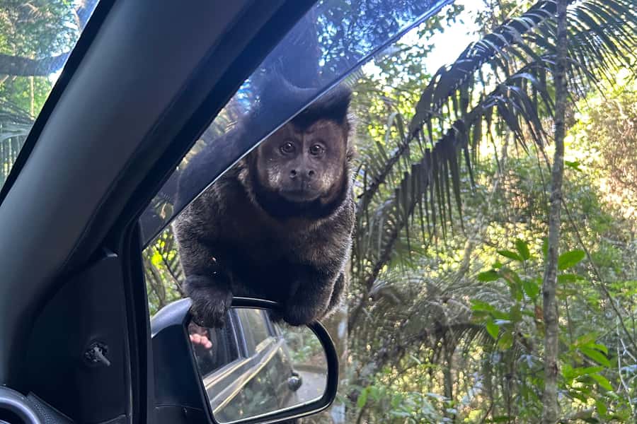 Rio de Janeiro: Tijuca National Park Tour - Why Tijuca National Park makes a strong half-day outing