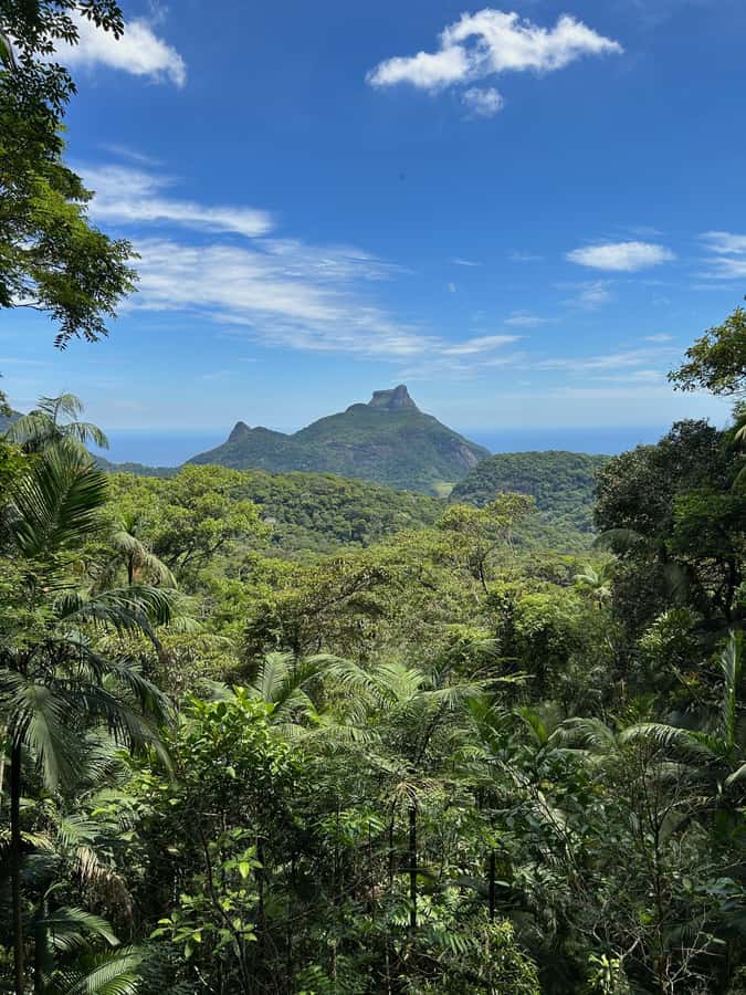 Rio de Janeiro: Tijuca National Park Tour - First stop: viewpoints over Rio and the forest