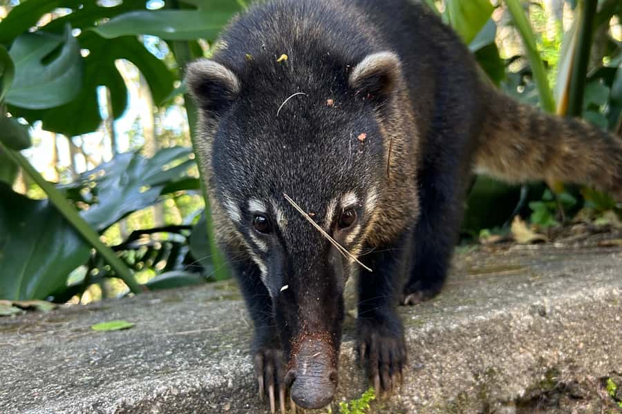Rio de Janeiro: Tijuca National Park Tour - What the guides add to the experience