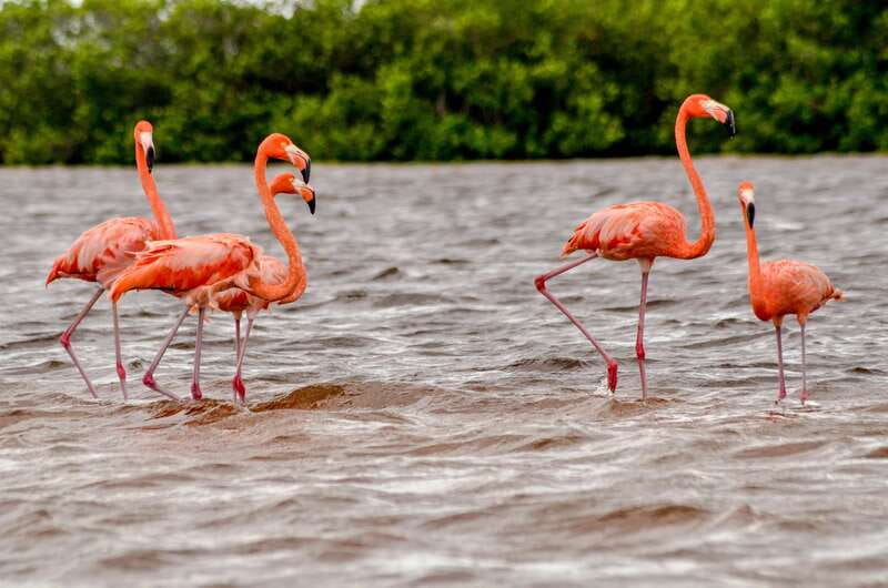 Rio Lagartos: Boat Tour through the Nature Reserve - Starting beside the Rio Lagartos malecón