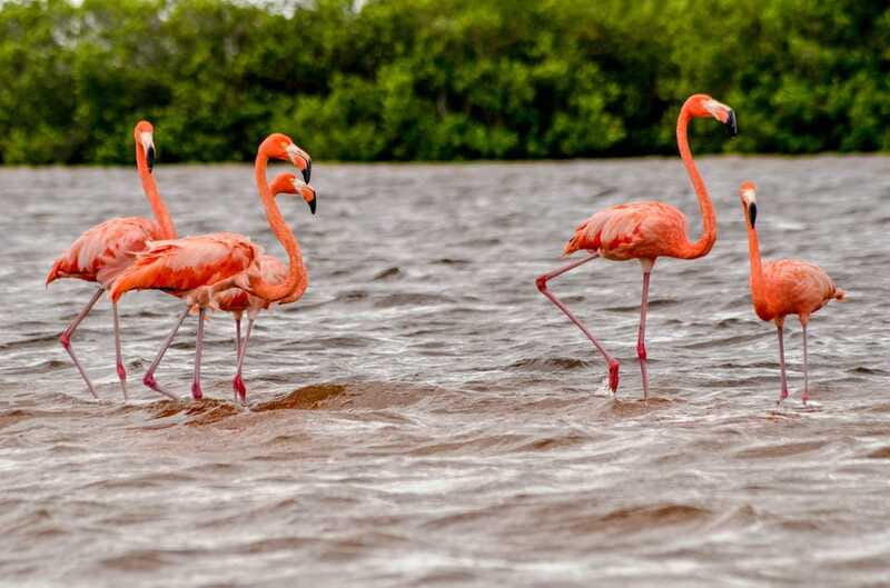 Rio Lagartos: Boat Tour through the Nature Reserve - Searching for Morelet’s crocodiles