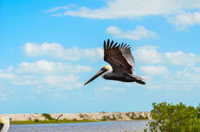 Rio Lagartos: Boat Tour through the Nature Reserve - Ending at a clear-water beach