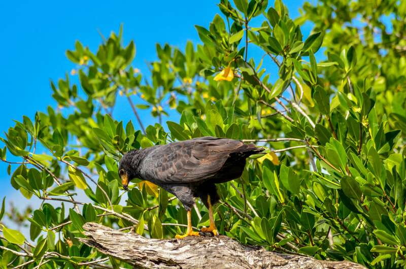 Rio Lagartos: Boat Tour through the Nature Reserve - English guiding and the importance of confirmation