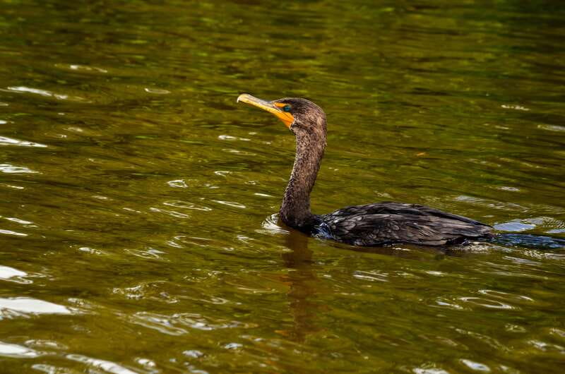 Rio Lagartos: Boat Tour through the Nature Reserve - Practical limits worth knowing