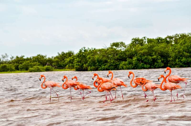 Rio Lagartos: Boat Tour through the Nature Reserve - Through the mangrove channels