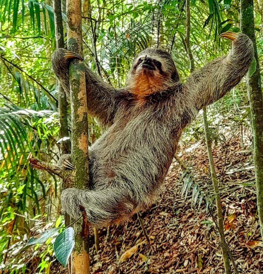 Rio: Tijuca National Park Small-Group Hike to Pedra Bonita - A guided introduction to Tijuca’s forest past