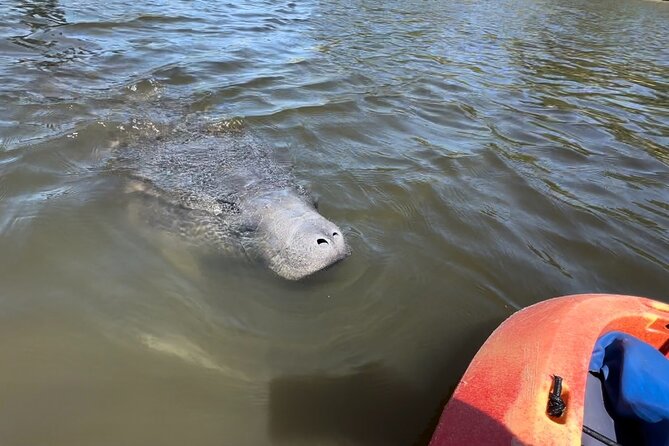 Robinson Preserve Mangrove Tour - How the guides shape the experience