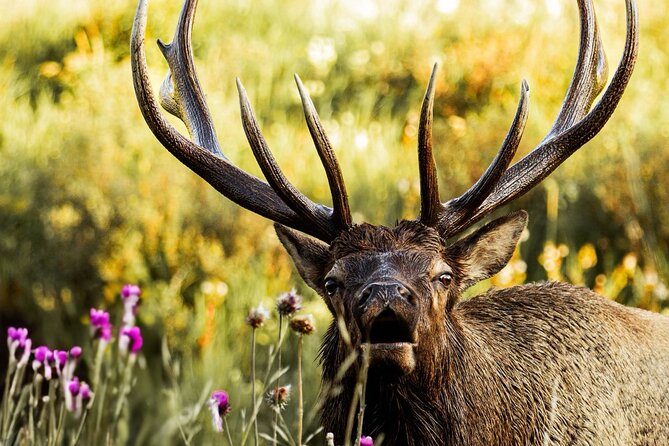 Rocky Mountain National Park- Guided Hiking Tour - What your four hours can include