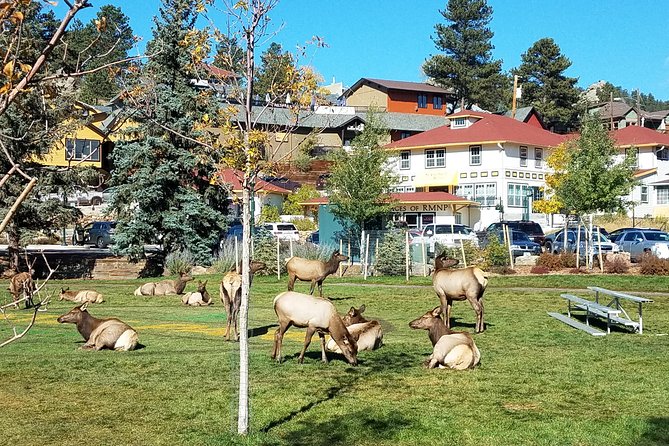 Rocky Mountain National Park in Summer Tour from Denver - Why this tour works without a rental car