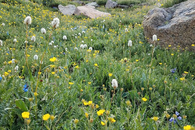 Rocky Mountain National Park in Summer Tour from Denver - Rock Cut and the Alpine Visitor Center