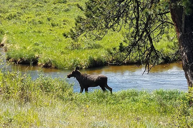 Rocky Mountain National Park in Summer Tour from Denver - Milner Pass and the Continental Divide