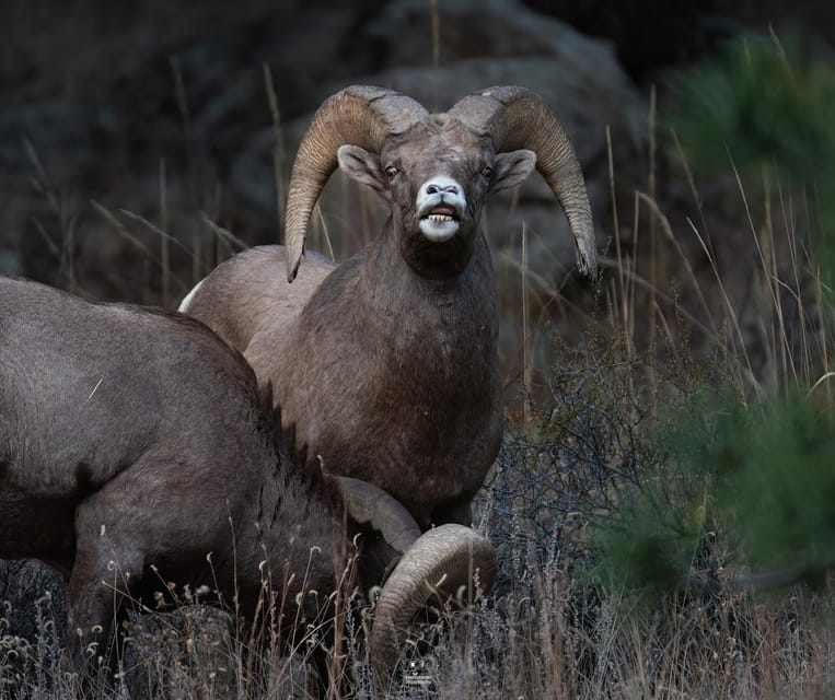 Rocky Mountain National Park: Private Wildlife Hiking Tour - Choosing a route for wildlife, views, and ability