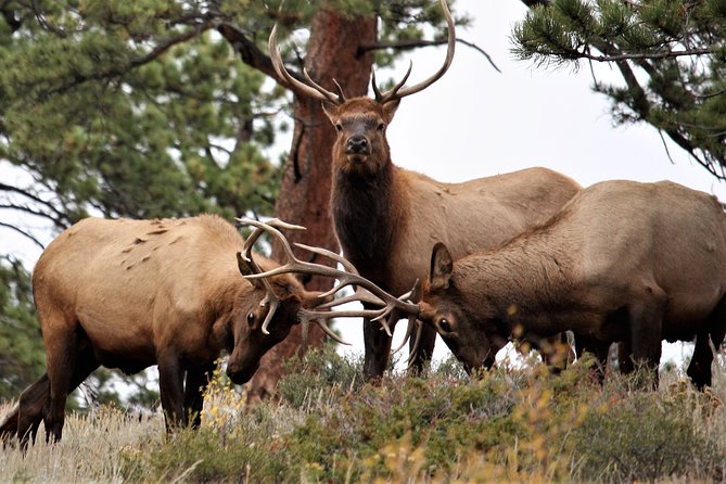 Rocky Mountain National Park Tour from Denver - Flatirons, Boulder, and the Road to Lyons