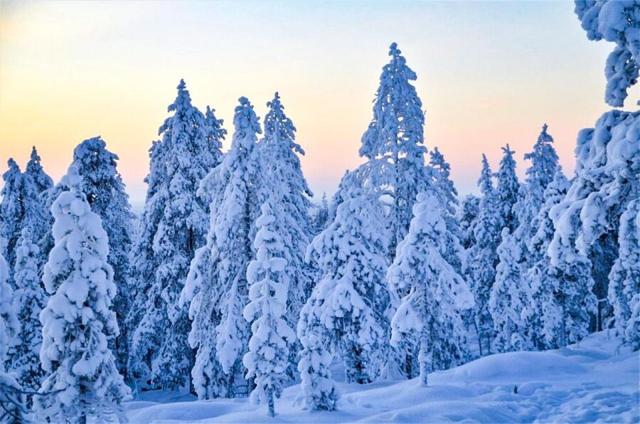 Rovaniemi: Guided Wilderness Snowmobile Ride - Key points before you book