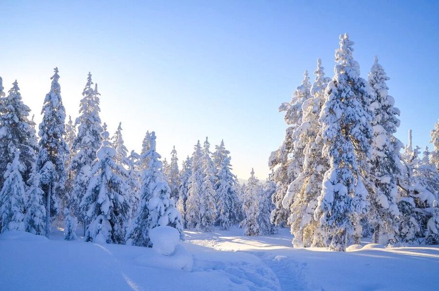 Rovaniemi: Guided Wilderness Snowmobile Ride - Leaving Rovaniemi for the frozen forest