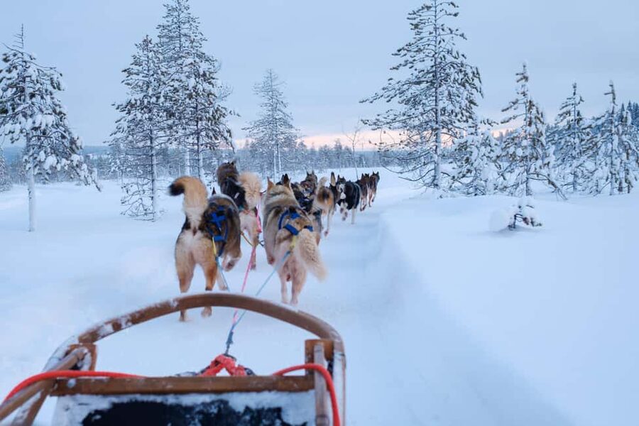 Rovaniemi: Lapland Wilderness Husky Safari 7,5 km - From Rovaniemi Hotels to the Forest