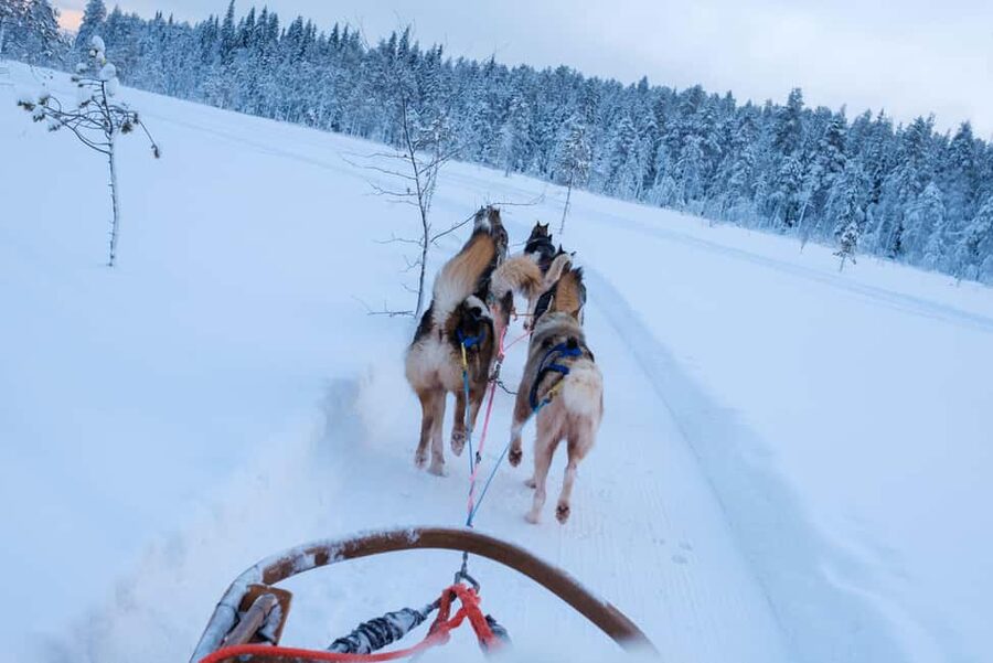 Rovaniemi: Lapland Wilderness Husky Safari 7,5 km - Meeting the Dogs Before the Sleds