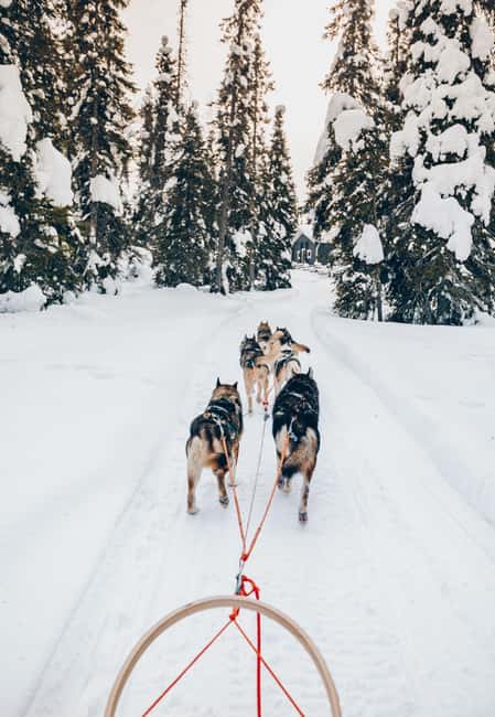 Rovaniemi: Lapland Wilderness Husky Safari 7,5 km - Warm Drinks and Fire Afterward