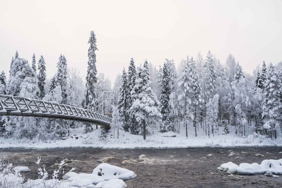 Rovaniemi: Nordic Forest Wilderness Adventure - Timing, Booking, and Small Practical Details