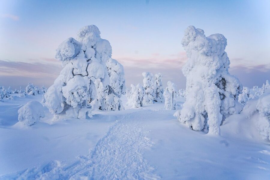 Rovaniemi: Riisitunturi National Park Day Trip with Lunch - Who will enjoy this day trip most?