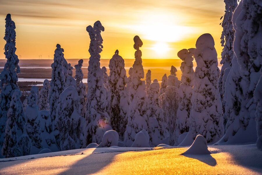 Rovaniemi: Riisitunturi National Park with Pro Photos & BBQ - Key points to know