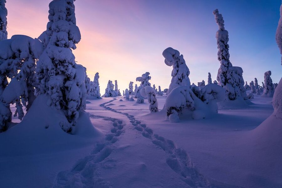 Rovaniemi: Riisitunturi National Park with Pro Photos & BBQ - Reaching the fells and the open views