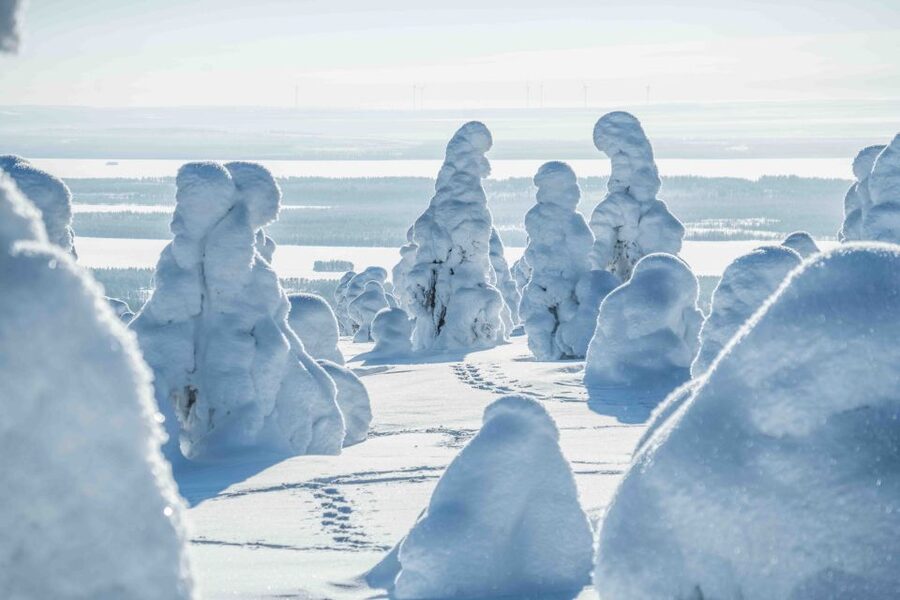 Rovaniemi: Riisitunturi National Park with Pro Photos & BBQ - What is included, and what you still need
