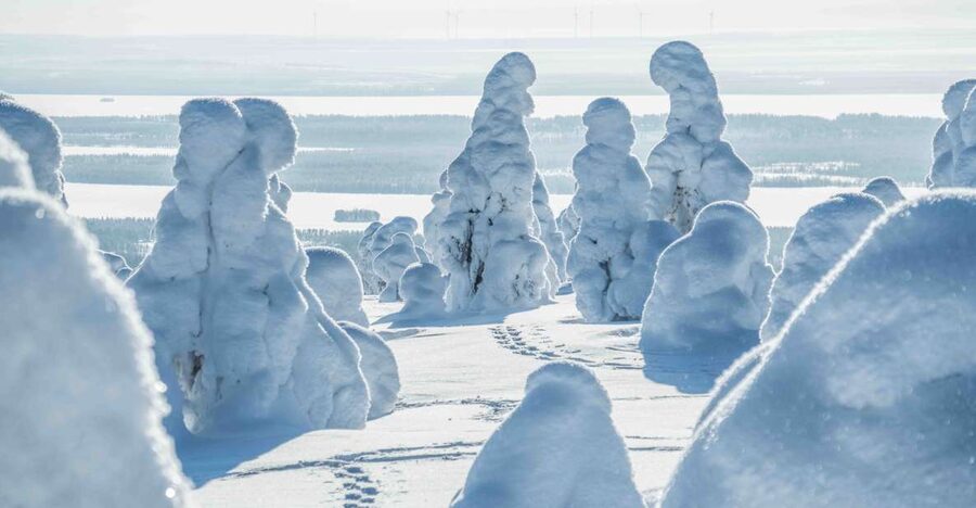 Rovaniemi: Riisitunturi National Park with Pro Photos & BBQ - Who should book this day in the Arctic