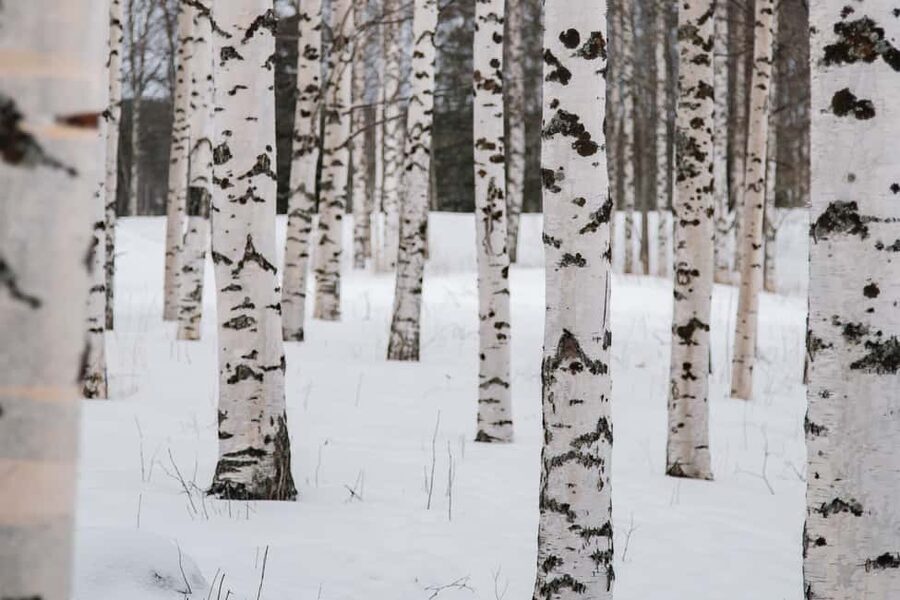 Rovaniemi: Snowshoeing in the Arctic Wilderness - What the guide adds to the outing