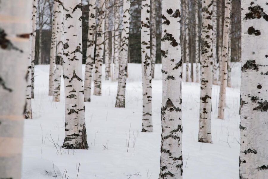 Rovaniemi: Snowshoeing in the Arctic Wilderness - What $99 includes, and what it does not