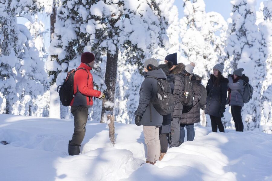Rovaniemi: Wilderness Tour - Winter Forests, Snow Drifts, and Animal Tracks