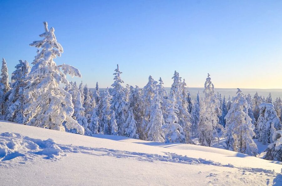 Rovaniemi: Wilderness Tour - Who Will Enjoy This Most?