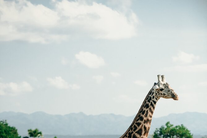 Ruaha National Park And Mikumi National Park Budget Safari 6 Days 5 Nights - Wildlife: what you may realistically see