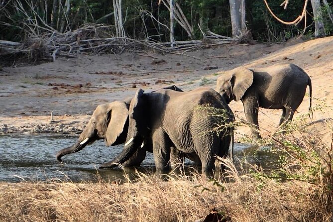 Saadani National Park Day Tour - The Saadani game drive and its possible sightings