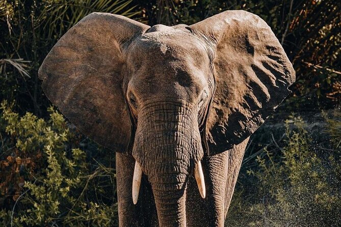 Saadani National Park Day Tour - What the private format is worth at $480