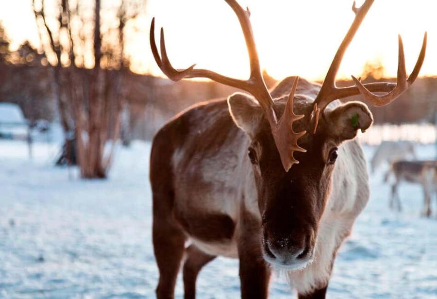 Saariselkä: Aurora Hunting & Reindeer Wilderness Experience - The grill hut is the evening’s warm center
