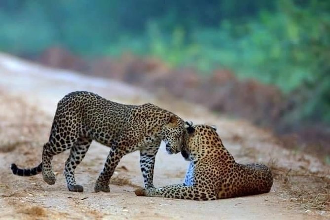 Safari at Wilpattu National Park from Negombo (All inclusive day tour) - Key points at a glance