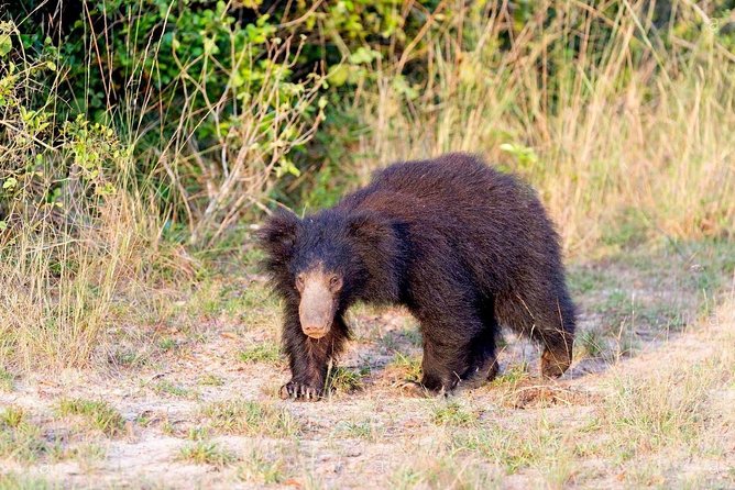 Safari at Wilpattu National Park from Negombo (All inclusive day tour) - Five hours in the Wilpattu safari Jeep