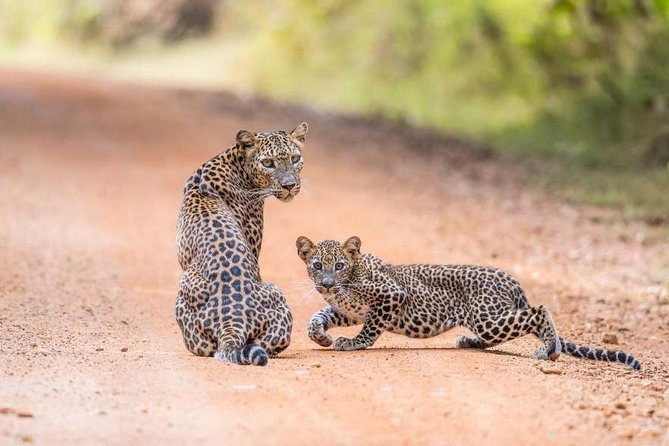 Safari at Wilpattu National Park from Negombo (All inclusive day tour) - The 5:00 am departure from Negombo