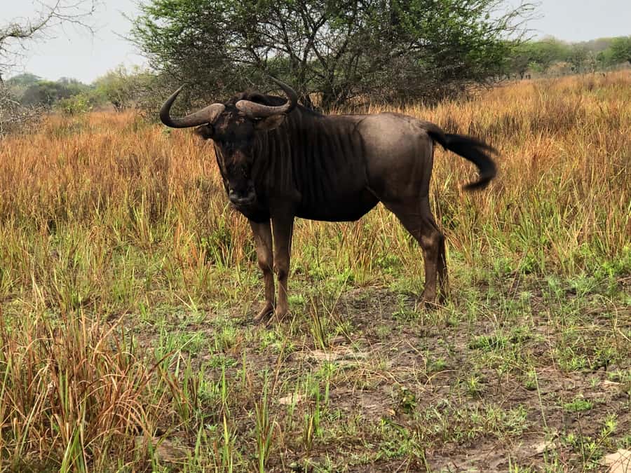 Safari in Maputo National Park - Key points to know before booking