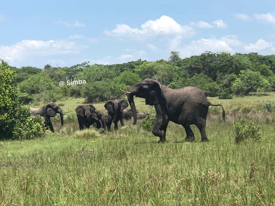 Safari in Maputo National Park - Leaving Maputo at 06:30
