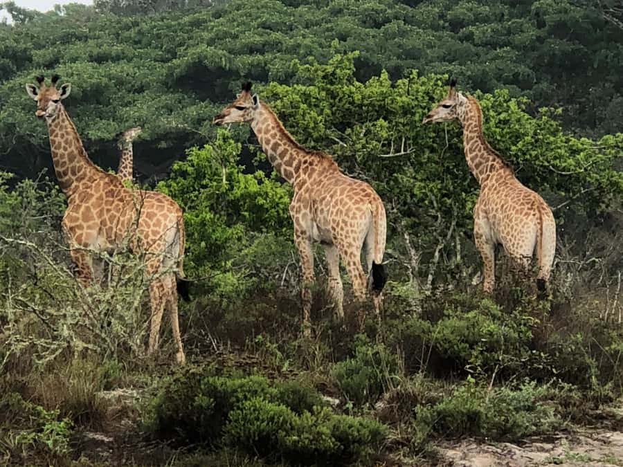 Safari in Maputo National Park - Six hours of wildlife and bird watching