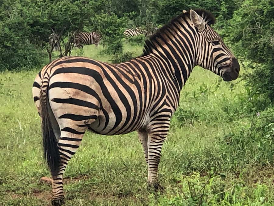 Safari in Maputo National Park - The 10:00 lake stop