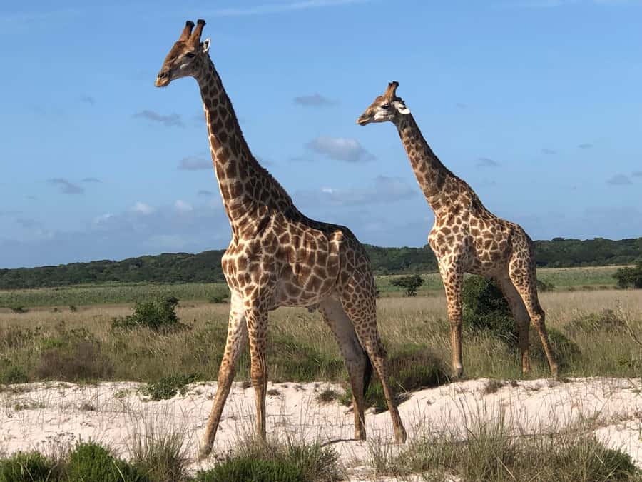 Safari in Maputo National Park - Entering Maputo National Park at 07:30