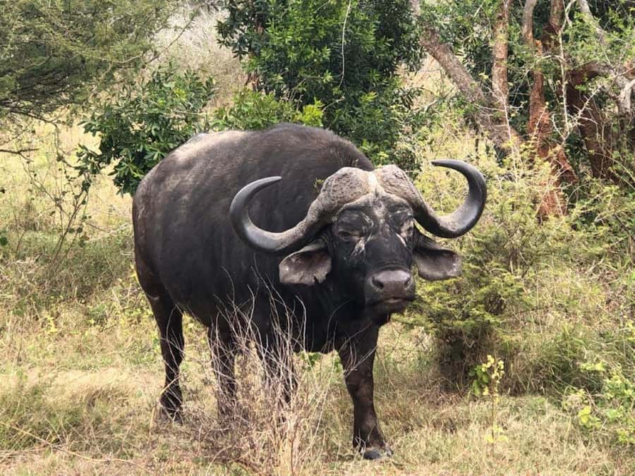 Safari Kruger National Park from Maputo - Why this Kruger day trip makes sense from Maputo